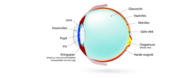 oog van binnen